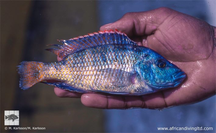 Placidochromis johnstoni 'Mbamba Bay'